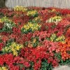 Floral Showers Hybrid Mix Snapdragon Seeds 2 Floral Showers Hybrid Mix Snapdragon Seeds -Botanical Bliss 02558 PK 500