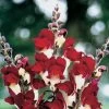 Night And Day Snapdragon Seeds 2 Night And Day Snapdragon Seeds -Botanical Bliss 02563 pk p1