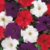 Dreams™ Patriot Mix Petunia Seeds 1 Dreams™ Patriot Mix Petunia Seeds -Botanical Bliss 02664 PK 500