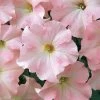 Dreams™ Appleblossom Petunia Seeds -Botanical Bliss 02666 PK P1