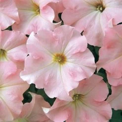 Dreams™ Appleblossom Petunia Seeds