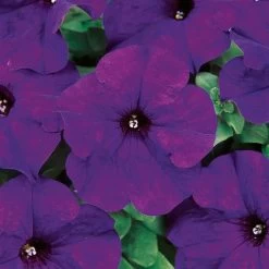 Dreams™ Midnight Petunia Seeds