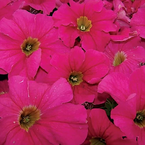 Dreams™ Pink Petunia Seeds 3 Dreams™ Pink Petunia Seeds