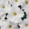 Dreams™ White Petunia Seeds -Botanical Bliss 02671 PK 500