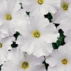 Dreams™ White Petunia Seeds