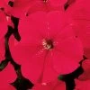 Dreams™ Red Petunia Seeds 1 Dreams™ Red Petunia Seeds -Botanical Bliss 02672 PK 500