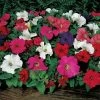 Dreams™ Mix Petunia Seeds -Botanical Bliss 02673 PK 500