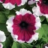 Dreams™ Burgundy Picotee Petunia Seeds -Botanical Bliss 02678 PK 500