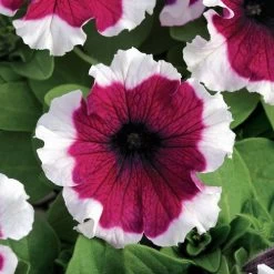 Dreams™ Burgundy Picotee Petunia Seeds