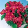 Pizzazz Deep Rose Begonia Seeds -Botanical Bliss 02680 pk p1