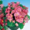 Pizzazz Pink Begonia Seeds 2 Pizzazz Pink Begonia Seeds -Botanical Bliss 02681 pk p1