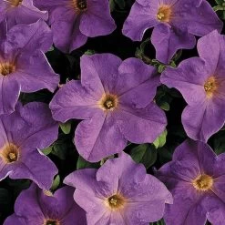 Dreams™ Sky Blue Petunia Seeds