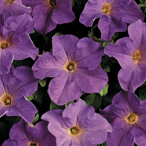 Dreams™ Sky Blue Petunia Seeds 3 Dreams™ Sky Blue Petunia Seeds