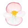 Cocktail™ Rum Begonia Seeds -Botanical Bliss 02698 PK 1000