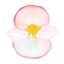 Cocktail™ Rum Begonia Seeds