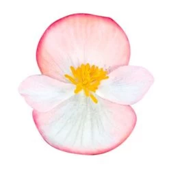 Cocktail™ Rum Begonia Seeds -Botanical Bliss 02698 PK 1000 2