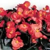 Cocktail™ Vodka Begonia Seeds -Botanical Bliss 02699 PK 1000