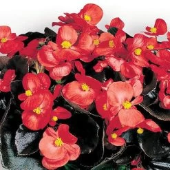Cocktail™ Vodka Begonia Seeds