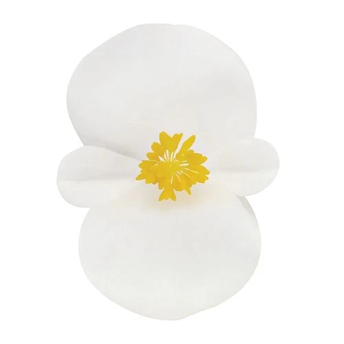 Cocktail™ Whisky™ Begonia Seeds 3 Cocktail™ Whisky™ Begonia Seeds