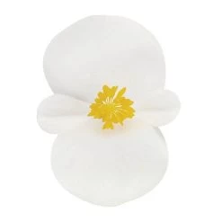 Cocktail™ Whisky™ Begonia Seeds 5 Cocktail™ Whisky™ Begonia Seeds -Botanical Bliss 02700 PK 1000 1