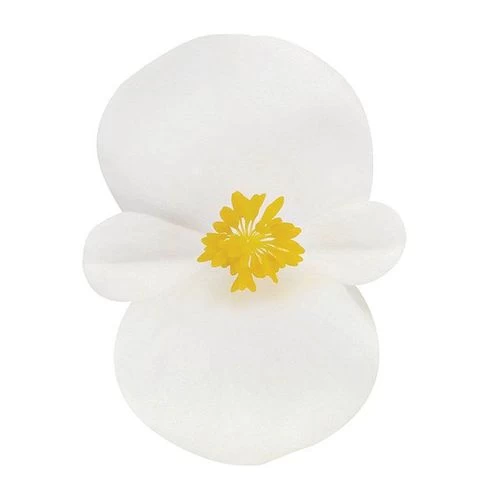 Cocktail™ Whisky™ Begonia Seeds 4 Cocktail™ Whisky™ Begonia Seeds - Image 2