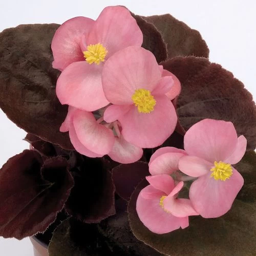 Cocktail™ Gin™ Begonia Seeds 3 Cocktail™ Gin™ Begonia Seeds