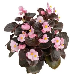 Cocktail™ Brandy™ Begonia Seeds -Botanical Bliss 02702 PK 1000 2