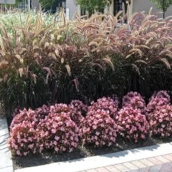 Cocktail™ Brandy™ Begonia Seeds -Botanical Bliss 02702 PK 1000 3