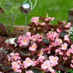 Cocktail™ Brandy™ Begonia Seeds -Botanical Bliss 02702 PK 1000 4