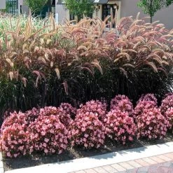 Cocktail™ Brandy™ Begonia Seeds -Botanical Bliss 02702 PK 1000 5