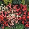 Cocktail™ Mix Begonia Seeds -Botanical Bliss 02703 PK 1000