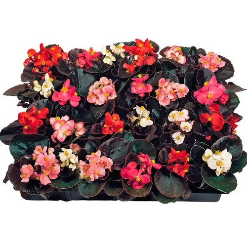 Cocktail™ Mix Begonia Seeds 4 Cocktail™ Mix Begonia Seeds - Image 2