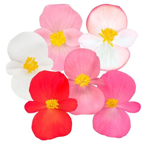 Cocktail™ Mix Begonia Seeds 5 Cocktail™ Mix Begonia Seeds - Image 3
