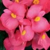 Cocktail™ Tequila Begonia Seeds -Botanical Bliss 02725 PK 1000