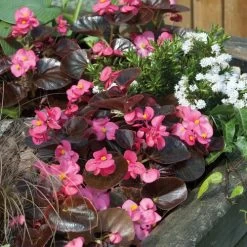 Cocktail™ Tequila Begonia Seeds -Botanical Bliss 02725 PK 1000 2