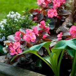 Cocktail™ Tequila Begonia Seeds -Botanical Bliss 02725 PK 1000 3
