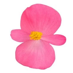 Cocktail™ Tequila Begonia Seeds -Botanical Bliss 02725 PK 1000 4