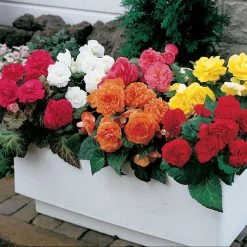 Nonstop® Mix Begonia Seeds