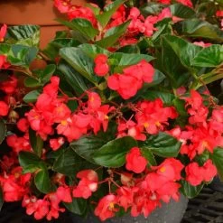BIG™ Red With Green Leaf Begonia Seeds