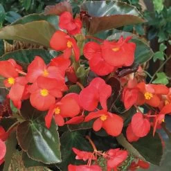 BIG™ Red With Bronze Leaf Begonia Seeds