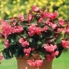 BIG™ Rose With Bronze Leaf Begonia Seeds -Botanical Bliss 02846 PK 100