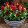 Kimono Mix Celosia Seeds