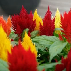 Kimono Mix Celosia Seeds -Botanical Bliss 02872 2