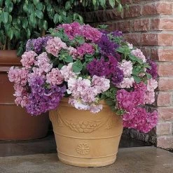 Double Cascade Mix Hybrid Double Petunia Seeds 5 Double Cascade Mix Hybrid Double Petunia Seeds -Botanical Bliss 02917 PK P1 1