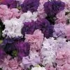 Double Cascade Mix Hybrid Double Petunia Seeds 2 Double Cascade Mix Hybrid Double Petunia Seeds -Botanical Bliss 02917 pk p1