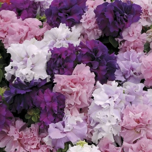 Double Cascade Mix Hybrid Double Petunia Seeds 3 Double Cascade Mix Hybrid Double Petunia Seeds