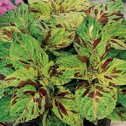 Wizard® Mosaic Coleus Seeds