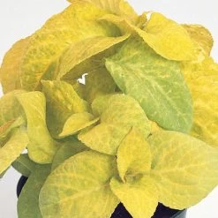 Wizard® Golden Coleus Seeds