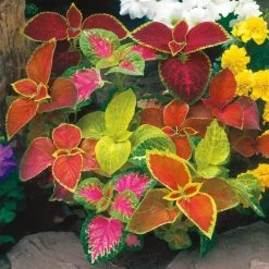 Wizard® Mix Coleus Seeds