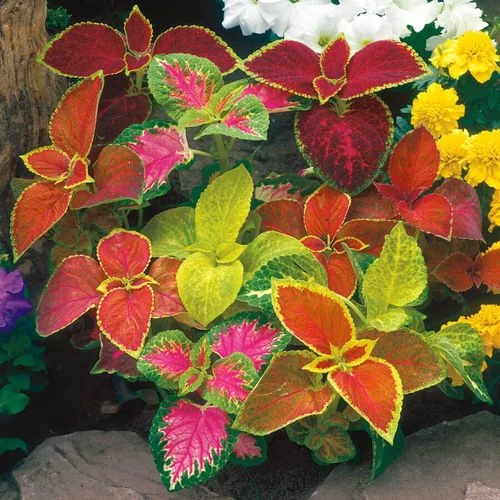 Wizard® Mix Coleus Seeds 3 Wizard® Mix Coleus Seeds